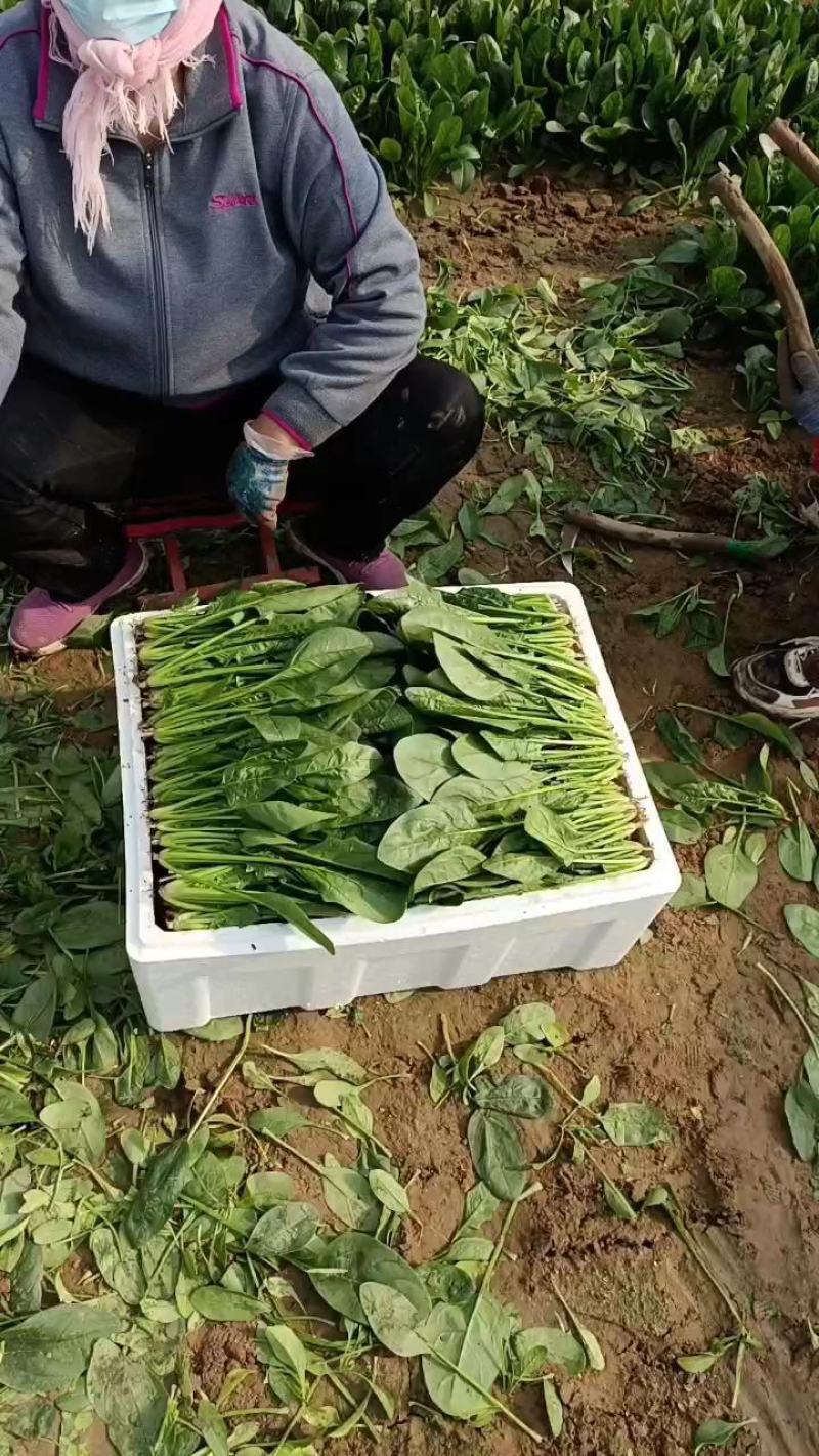 优质小圆叶菠菜，万亩基地直供，质优价廉，做工精细，
