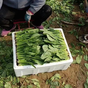 大量供应圆叶，小叶菠菜，做工精细，质量品质保证