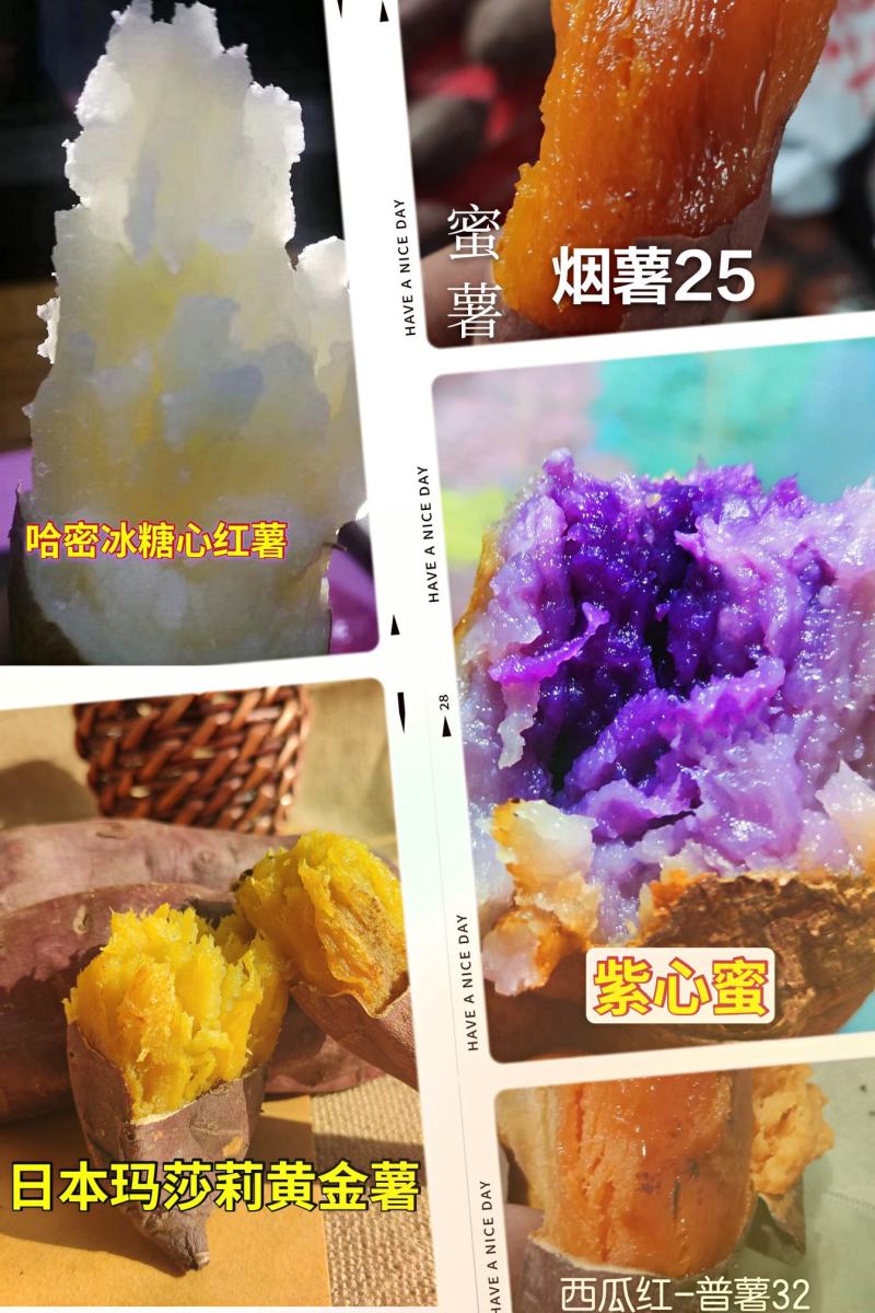 日本红瑶地瓜红瑶红薯蜜薯超甜高端蜜薯山东沂蒙山