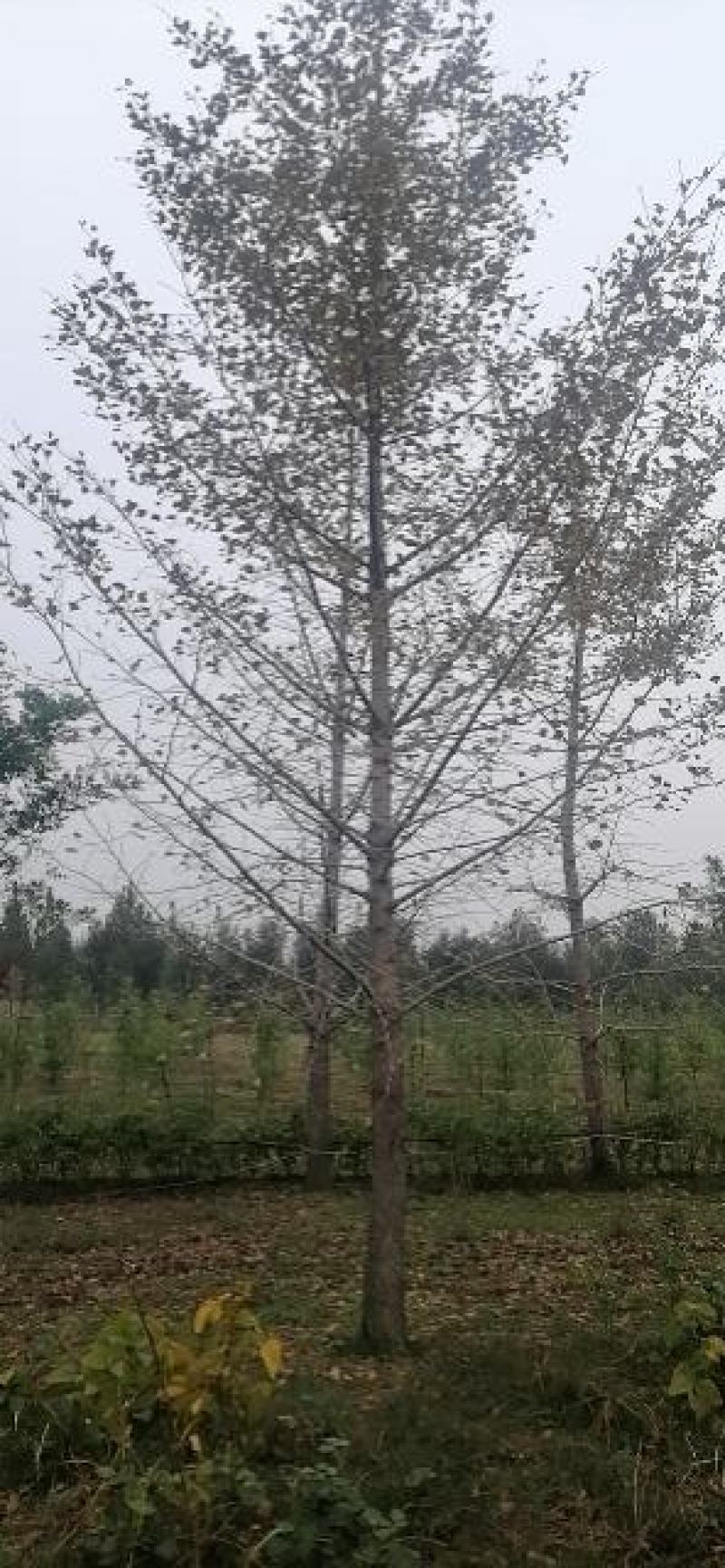 银杏树江苏精品银杏树产地现挖现发包成活欢迎咨询