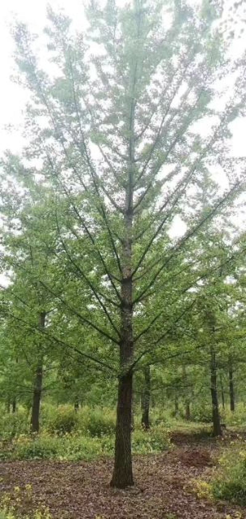 银杏树江苏精品银杏树产地现挖现发包成活欢迎咨询