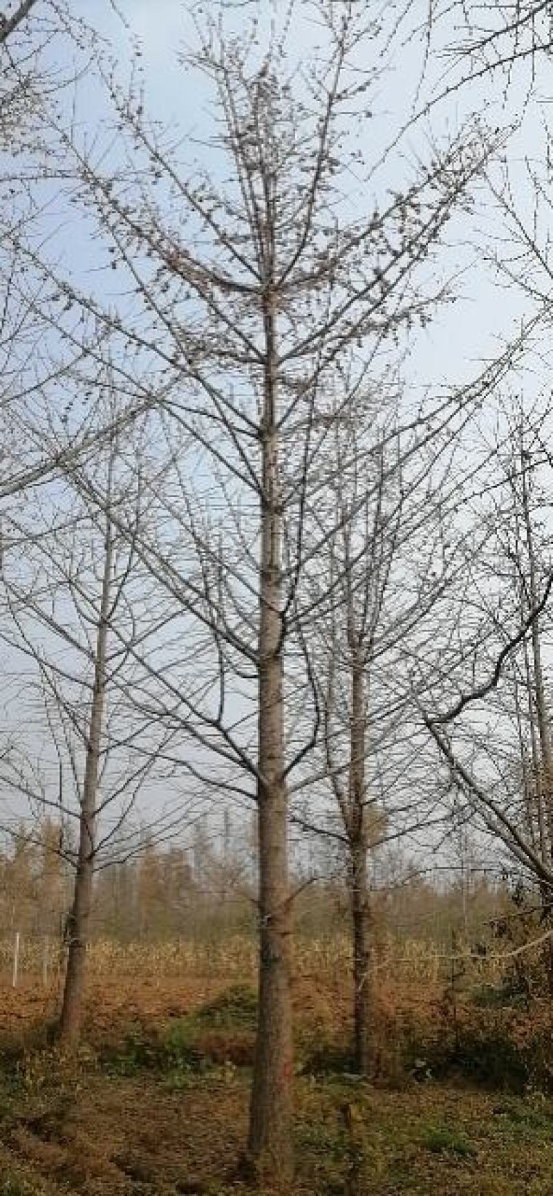 银杏树江苏精品银杏树产地现挖现发包成活欢迎咨询