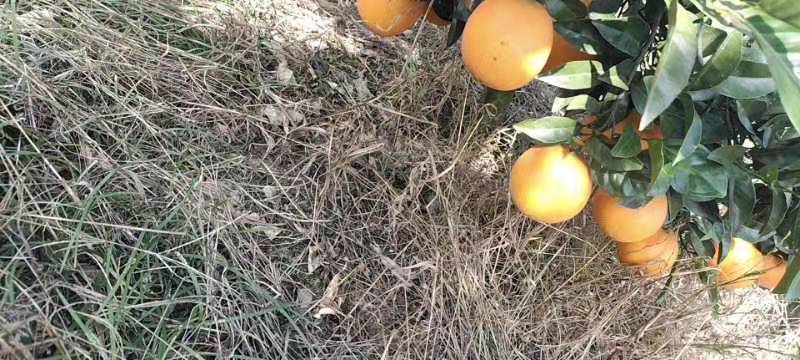 湖南橙子，纽荷尔脐橙，产地发货，欢迎老板来电咨询