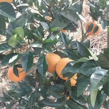 湖南橙子，纽荷尔脐橙，产地发货，欢迎老板来电咨询