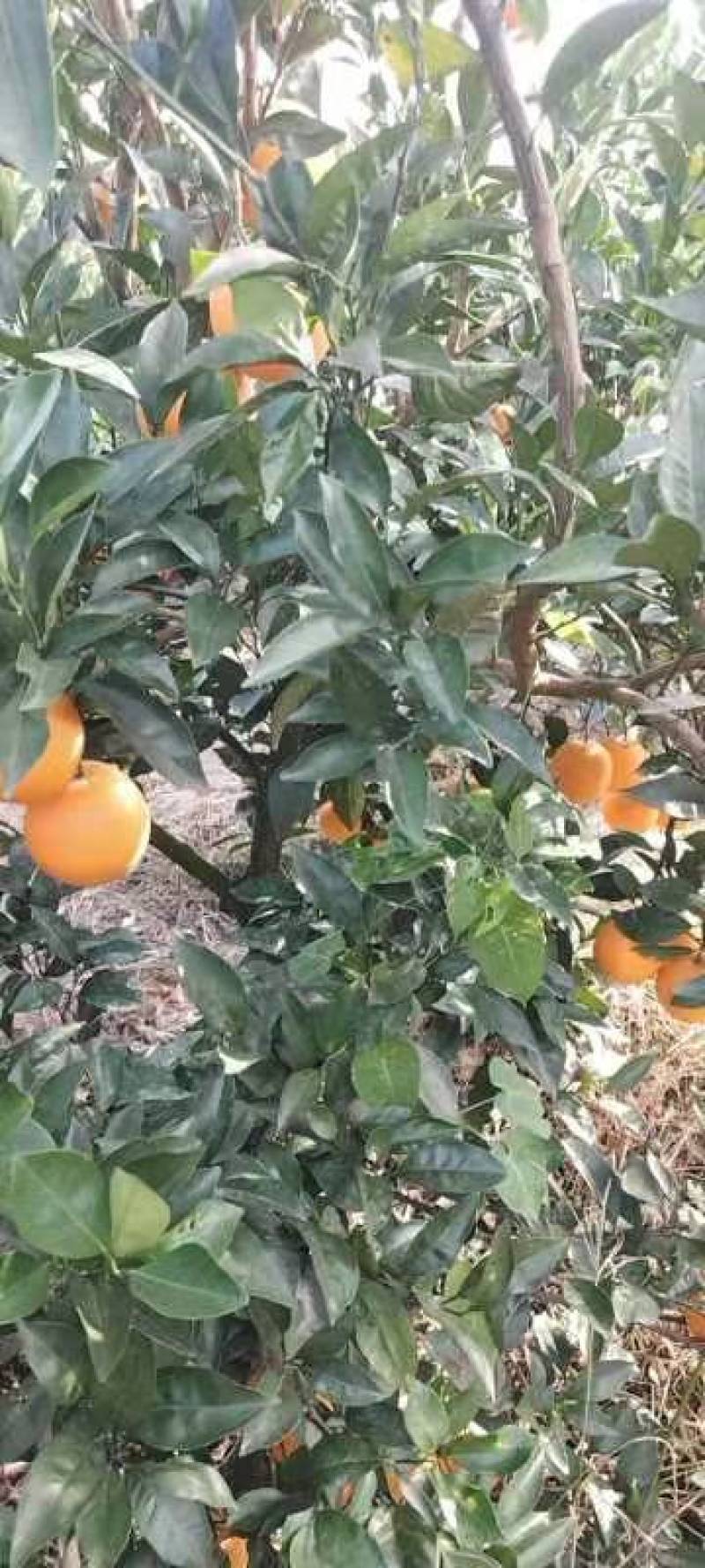 湖南橙子，纽荷尔脐橙，产地发货，欢迎老板来电咨询