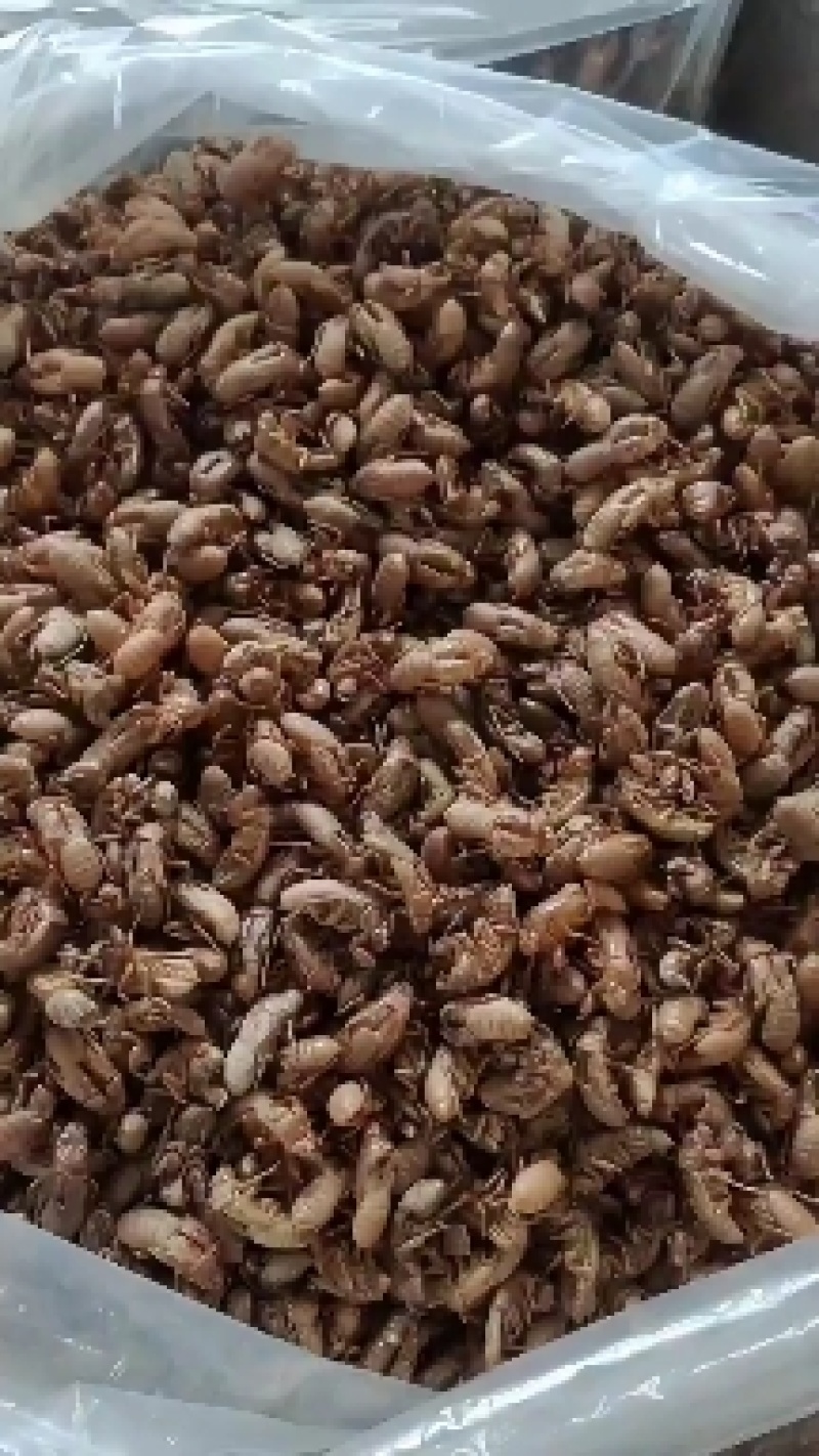金蝉衣蝉衣皖南竹林金蝉衣包邮合作药用