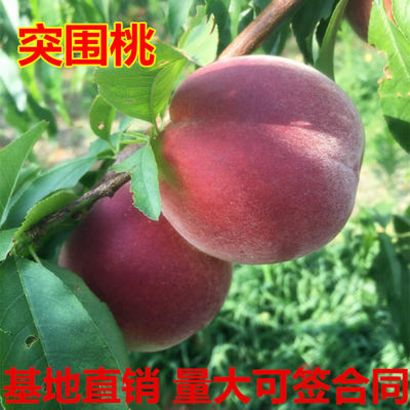 突围桃树苗嫁接桃树苗