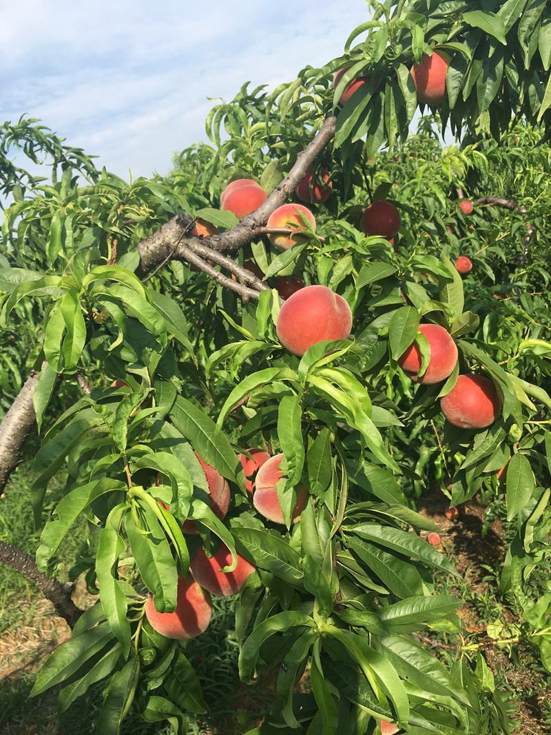突围桃树苗嫁接桃树苗