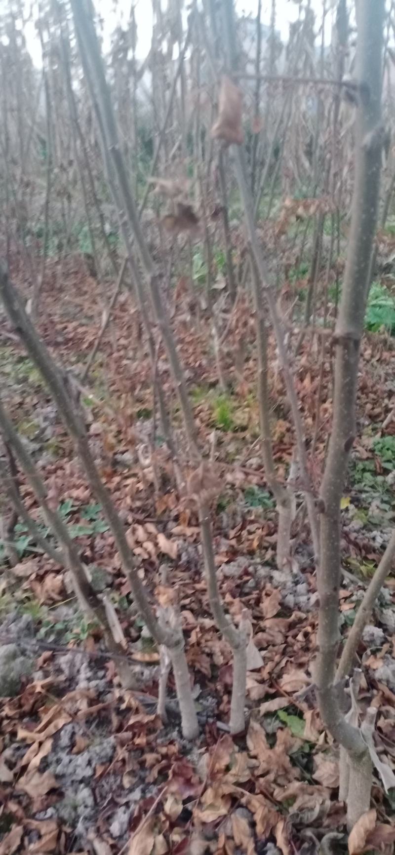 无刺花椒苗两年花椒苗大红袍花椒苗现场起苗保湿发货