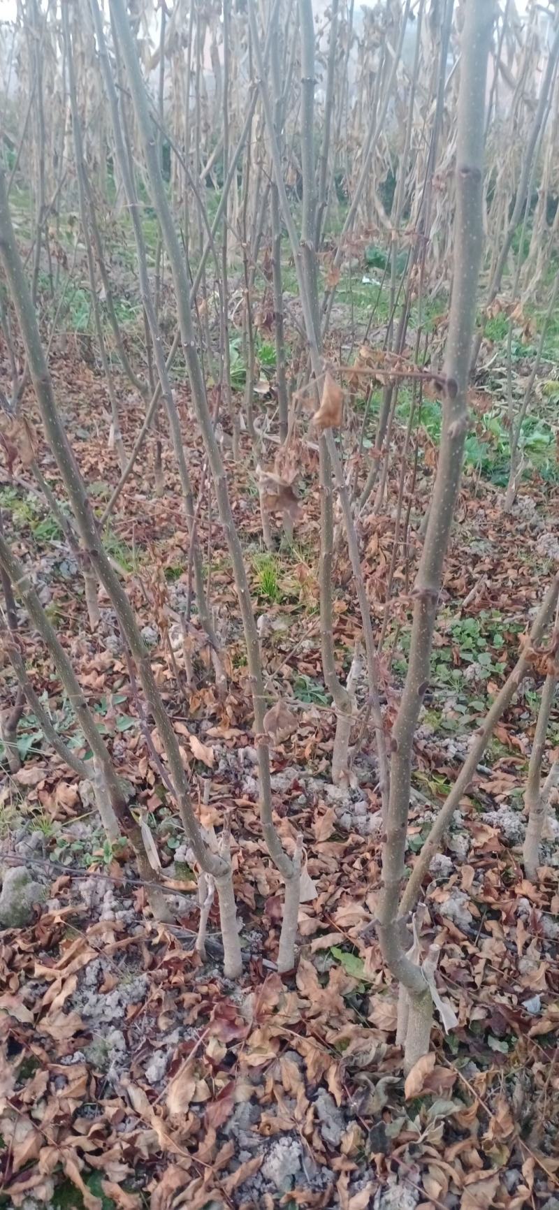 无刺花椒苗两年花椒苗大红袍花椒苗现场起苗保湿发货