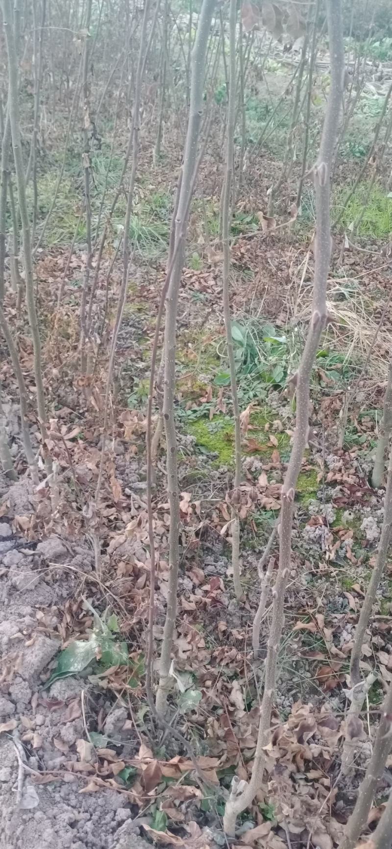 无刺花椒苗两年花椒苗大红袍花椒苗现场起苗保湿发货