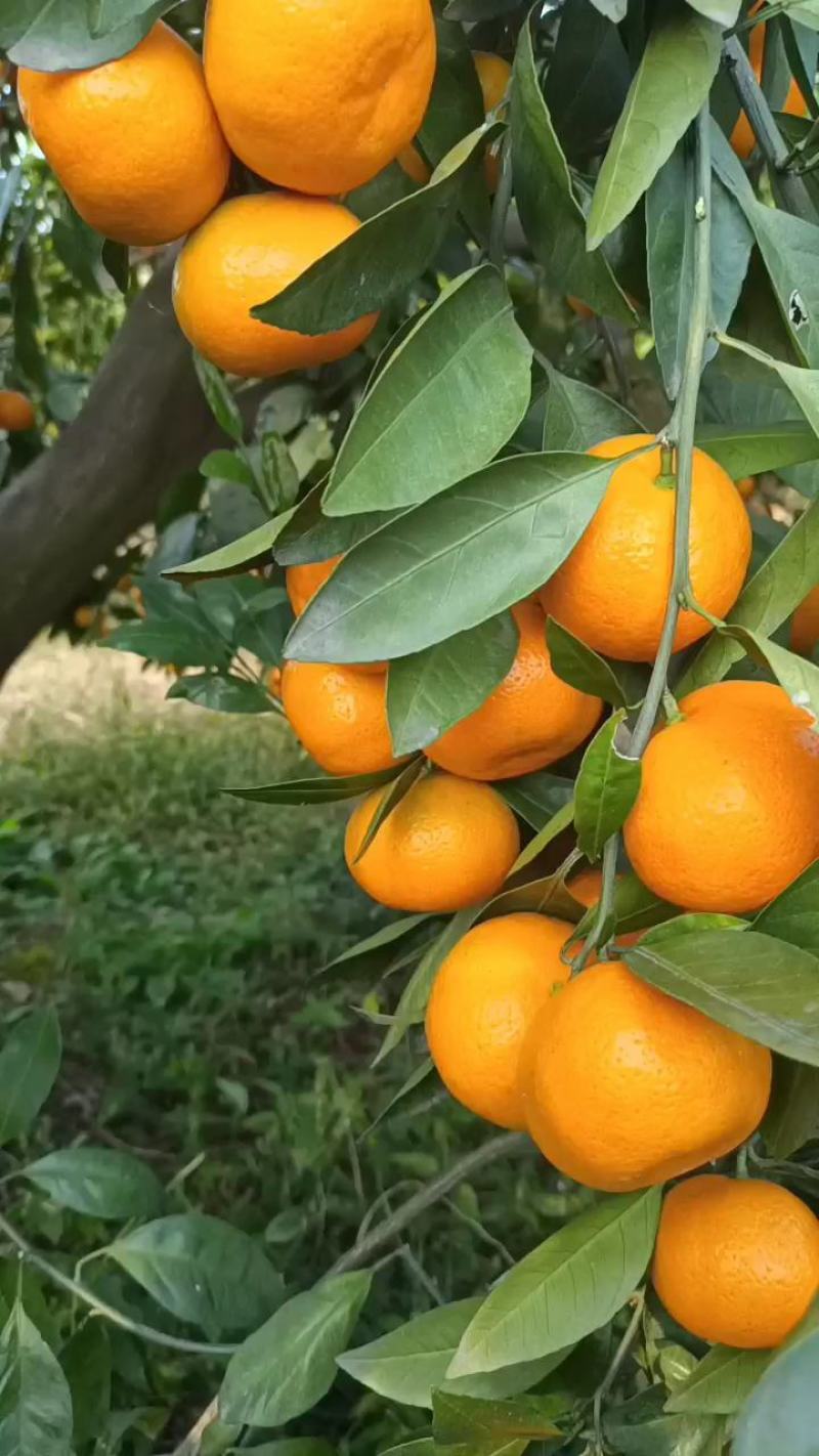 云南蜜桔蜜橘柑桔特早蜜橘早熟蜜橘薄皮蜜橘高山