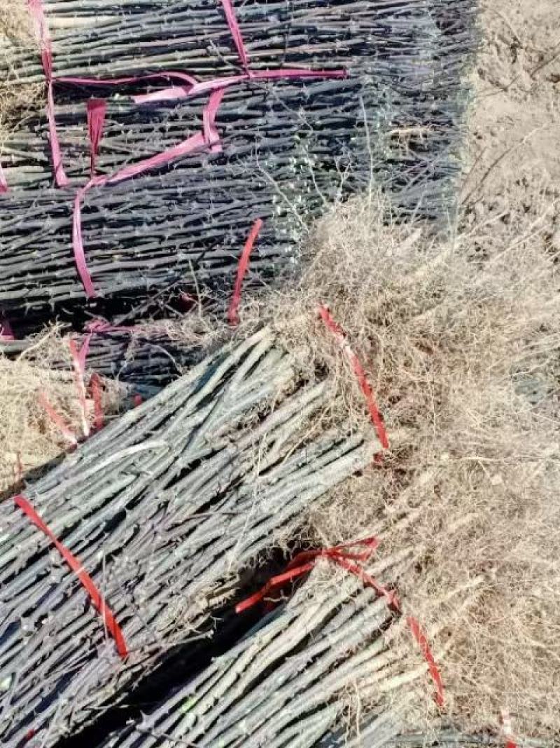 大红袍花椒苗产地直销产地直销货源充足物美价廉