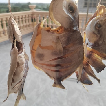 金昌鱼干