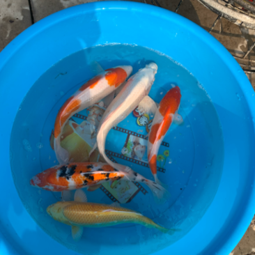 锦鲤