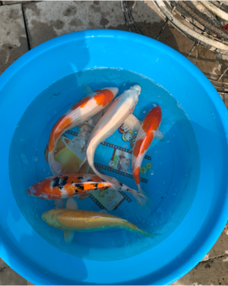 锦鲤