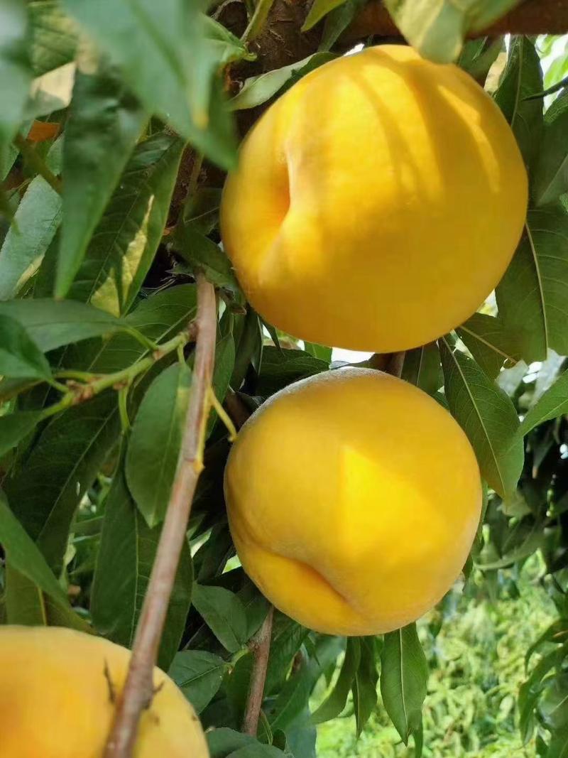 黄金密4号桃树苗，纯度高，自家种植，保湿邮递！提供技术