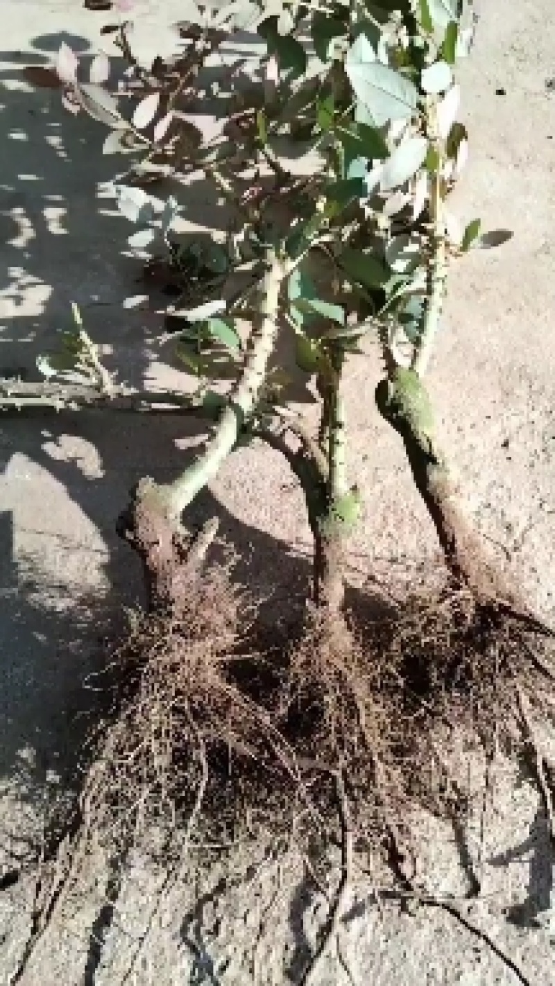 云南精选玫瑰老桩，老根，现挖现卖，盆栽工程绿化