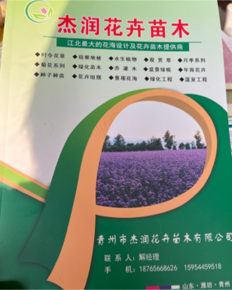 鸢尾兰花鸢尾基地直销，全国发货诚信经营