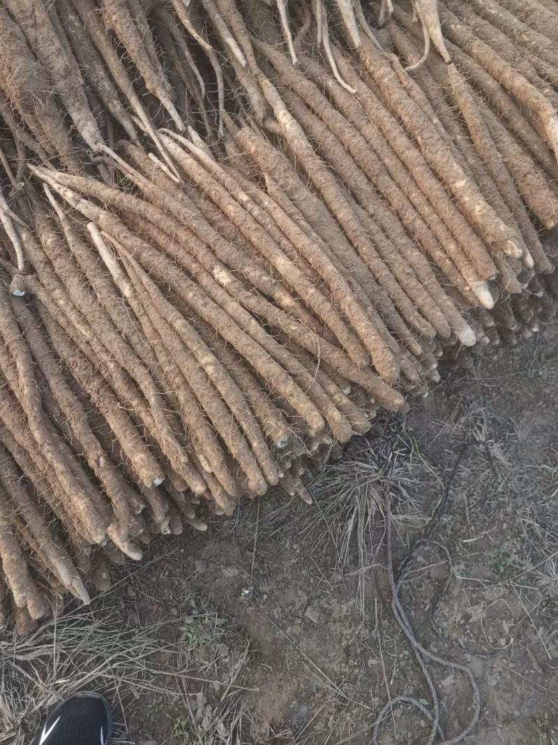 高质量白嘴大货，二路，三路，大量有货……