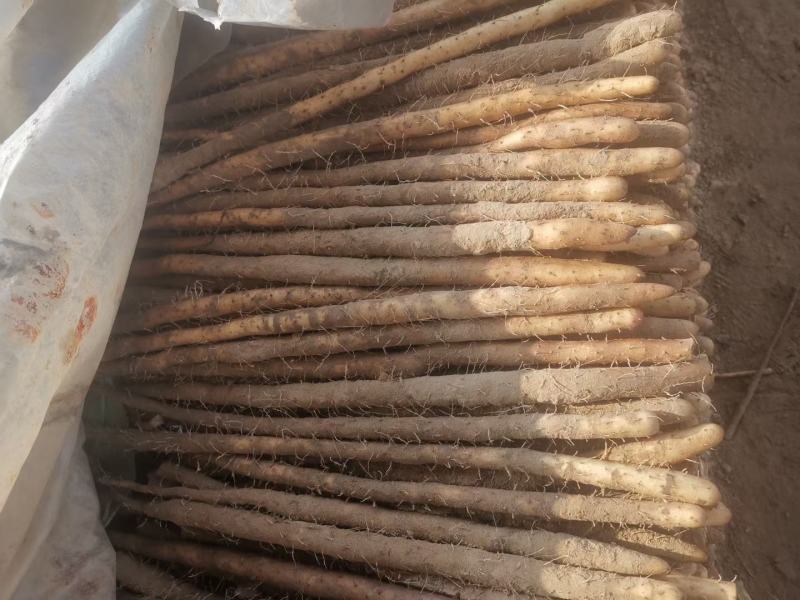 高质量白嘴大货，二路，三路，大量有货……