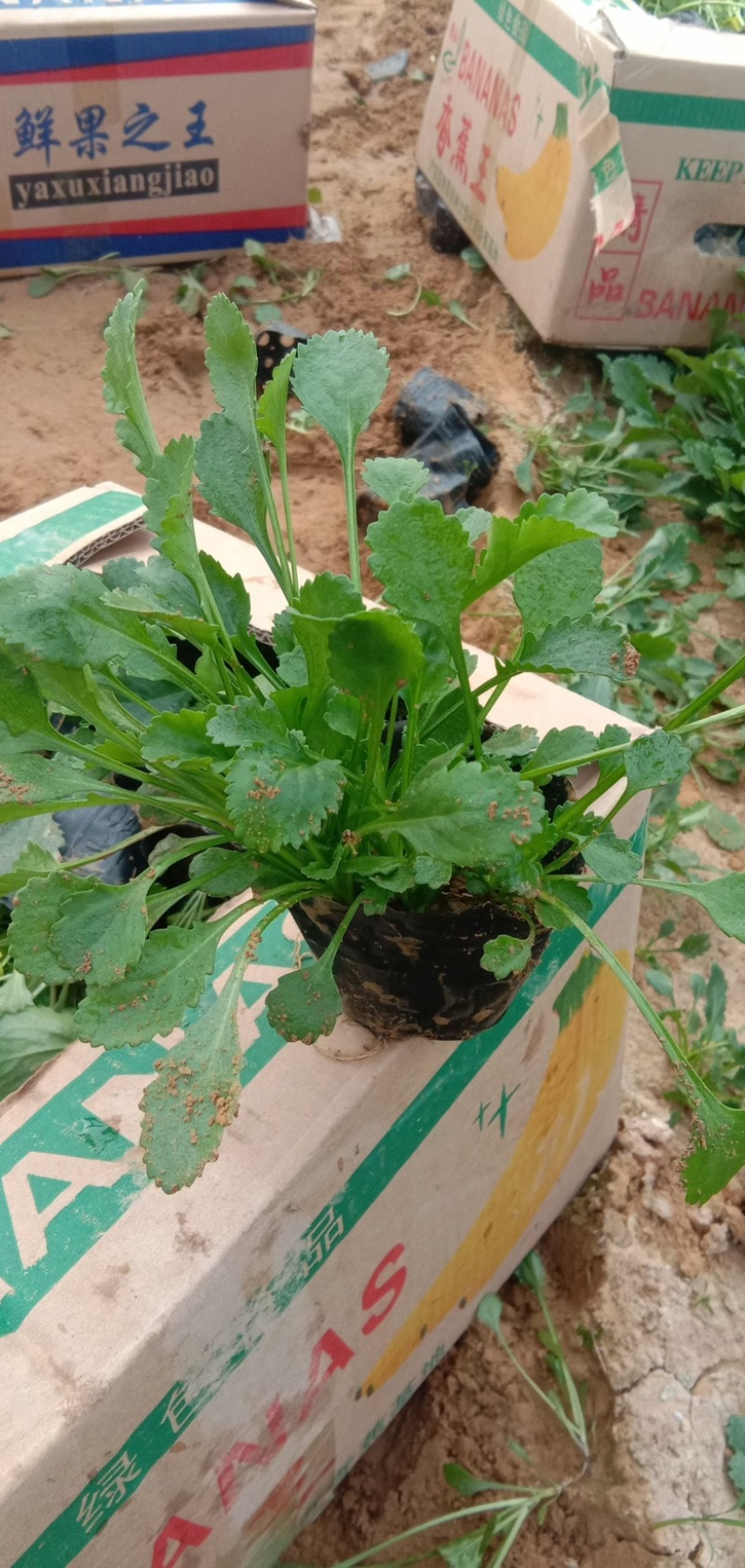 大滨菊多年生观花植物，杰润花卉常年供应优质价廉