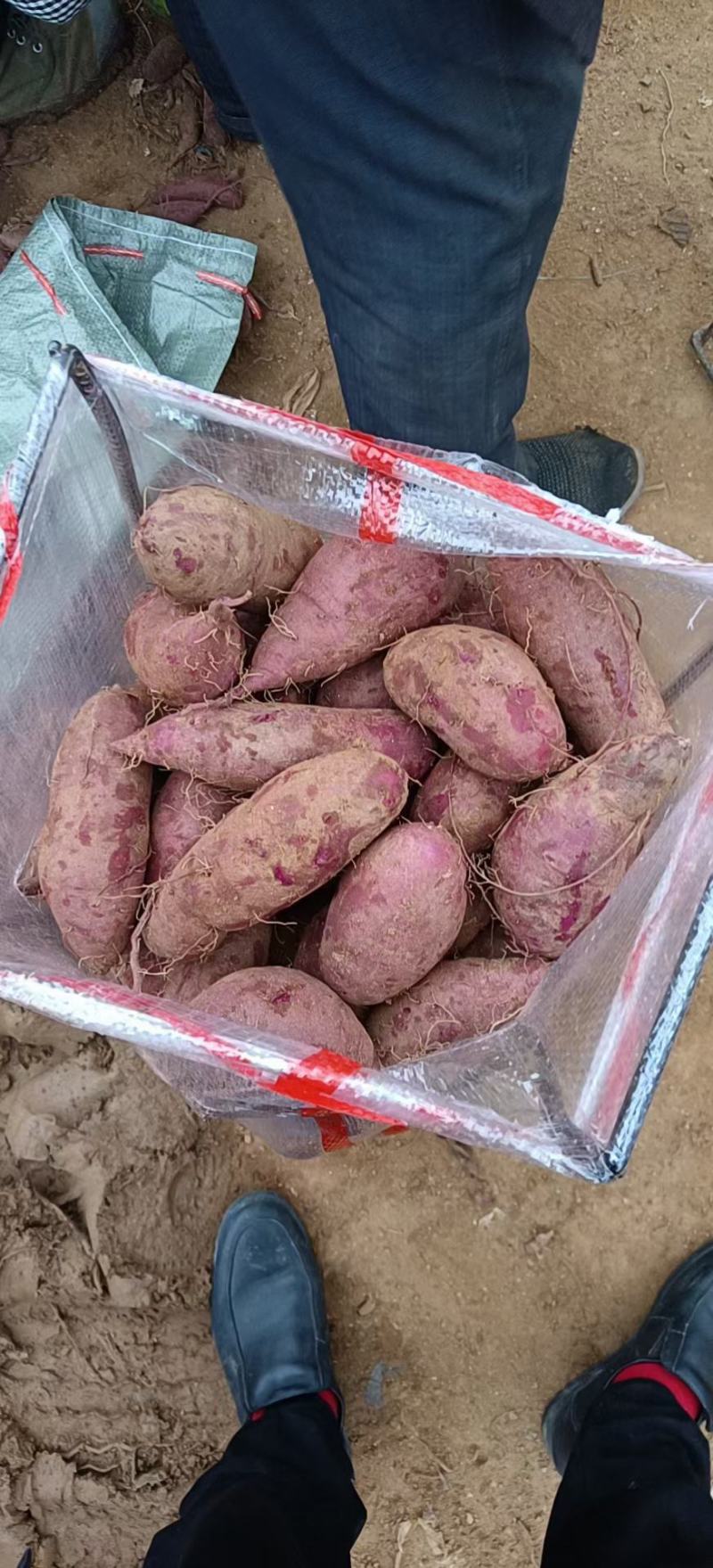 板栗紫薯10斤一件代发5斤3紫薯新鲜蜜薯紫心红薯批发