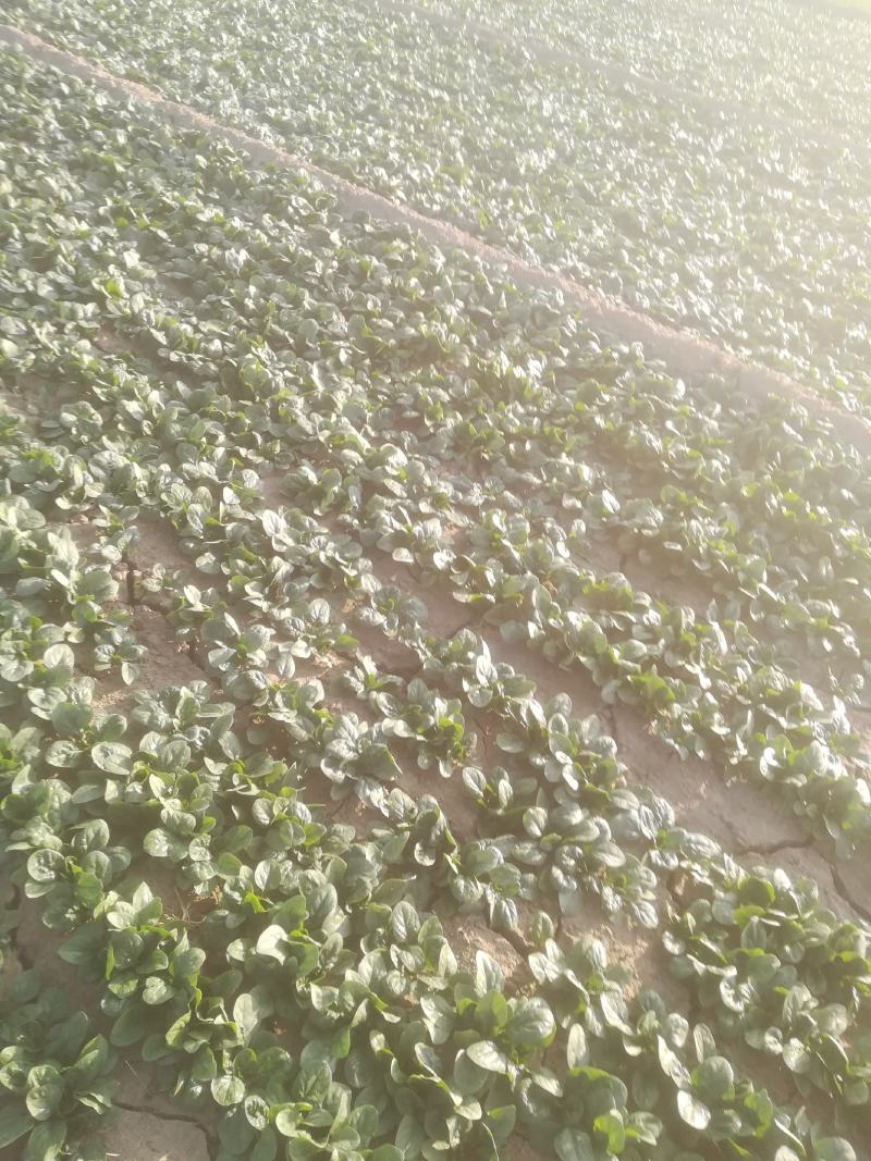 菠菜基地直供，趴地园叶