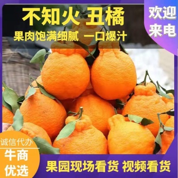 爆品】四川不知火又名丑橘，味甜化渣，品质保证，实力代办