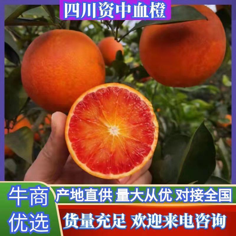 【精选】四川塔罗科血橙，细腻化渣，产地直供！量大从优