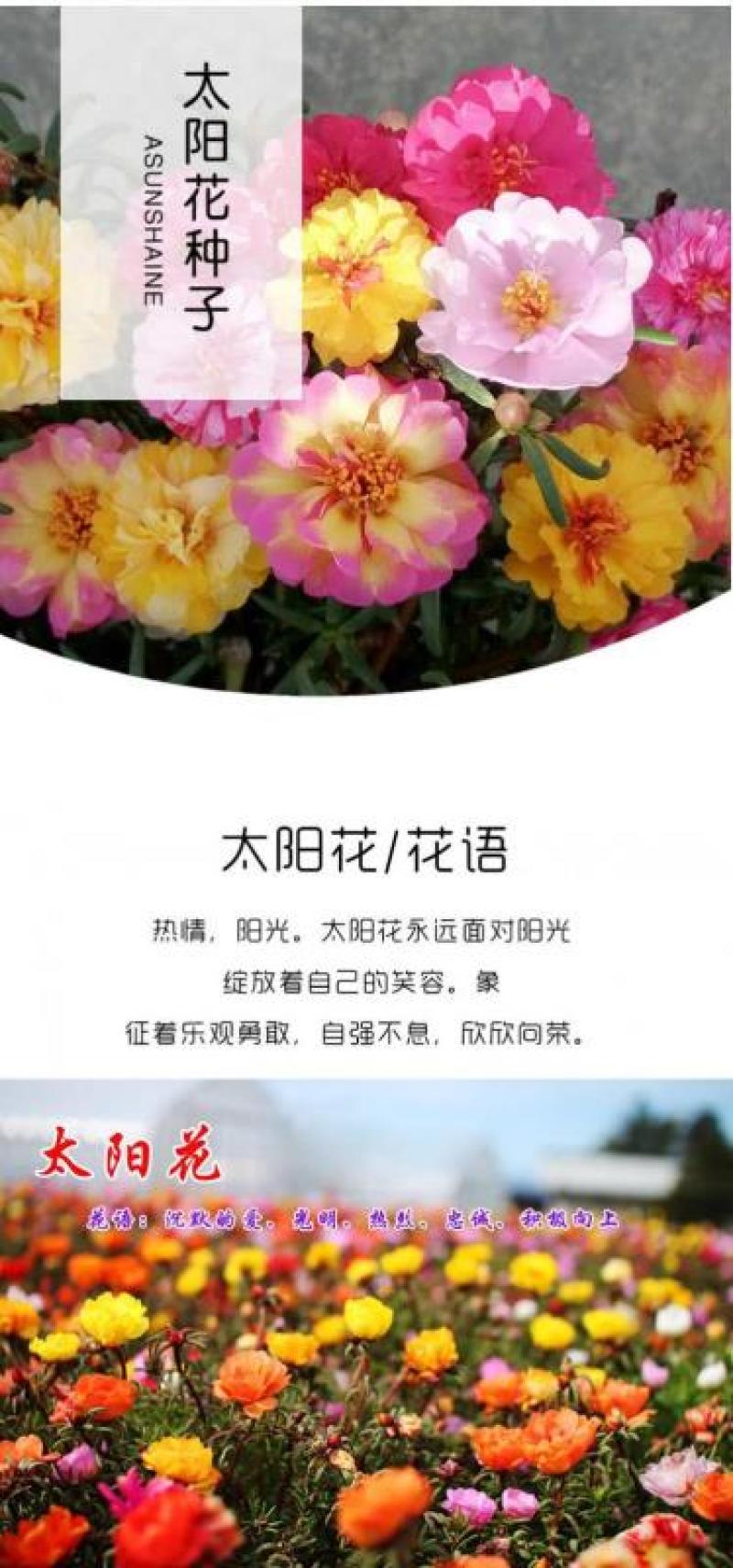太阳花种子
