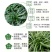 麦冬种子新采种子多年生常绿植物耐荫树下种植绿化草