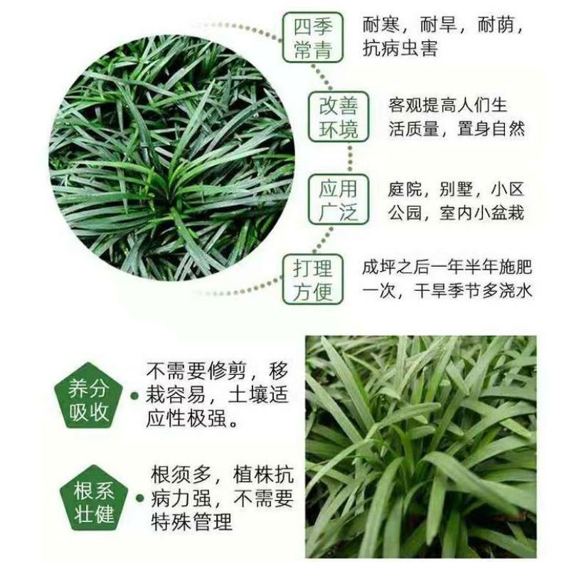 麦冬种子新采种子多年生常绿植物耐荫树下种植绿化草