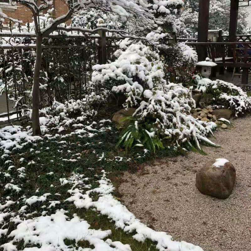 麦冬种子新采种子多年生常绿植物耐荫树下种植绿化草