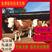 西门塔尔牛犊，活牛出售，低价小牛，免费送货到家，繁殖母牛