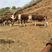 西门塔尔牛犊，活牛出售，低价小牛，免费送货到家，繁殖母牛