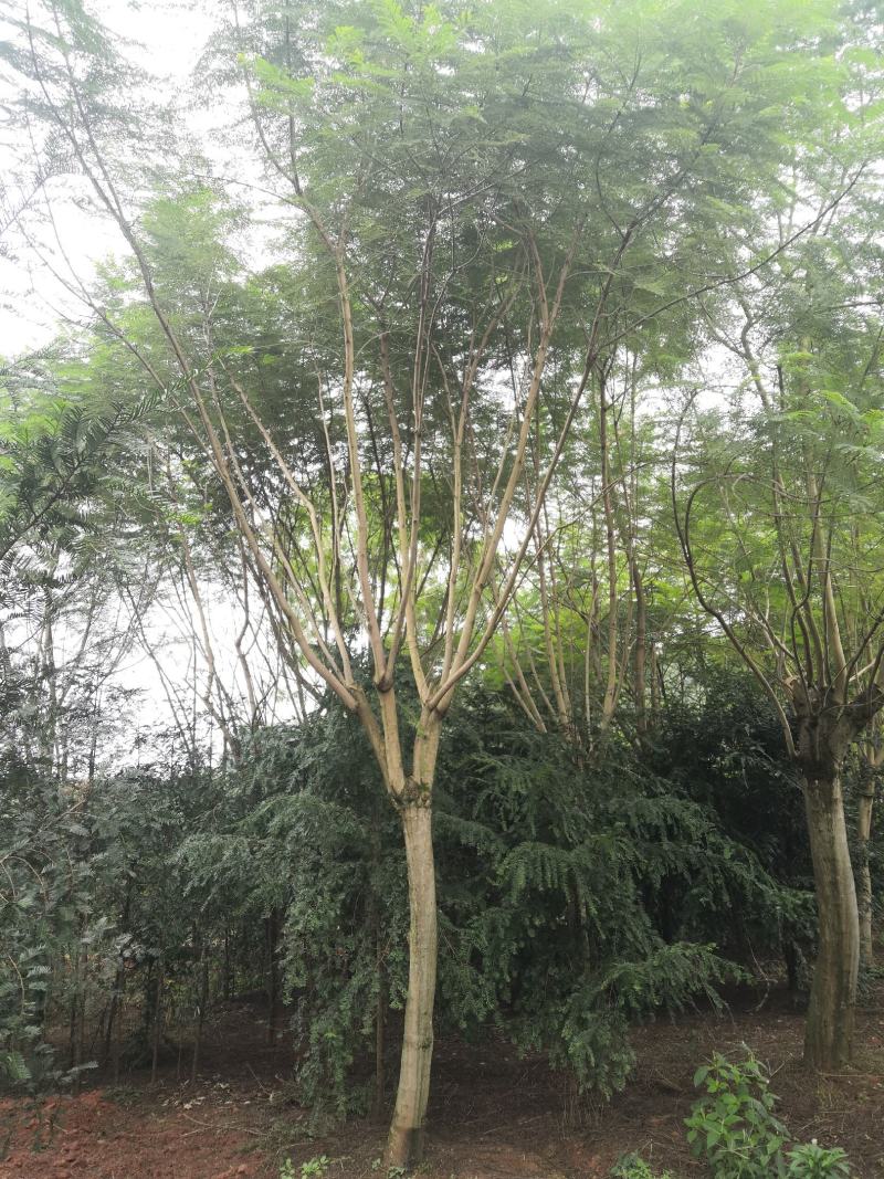 蓝花楹15公分普货