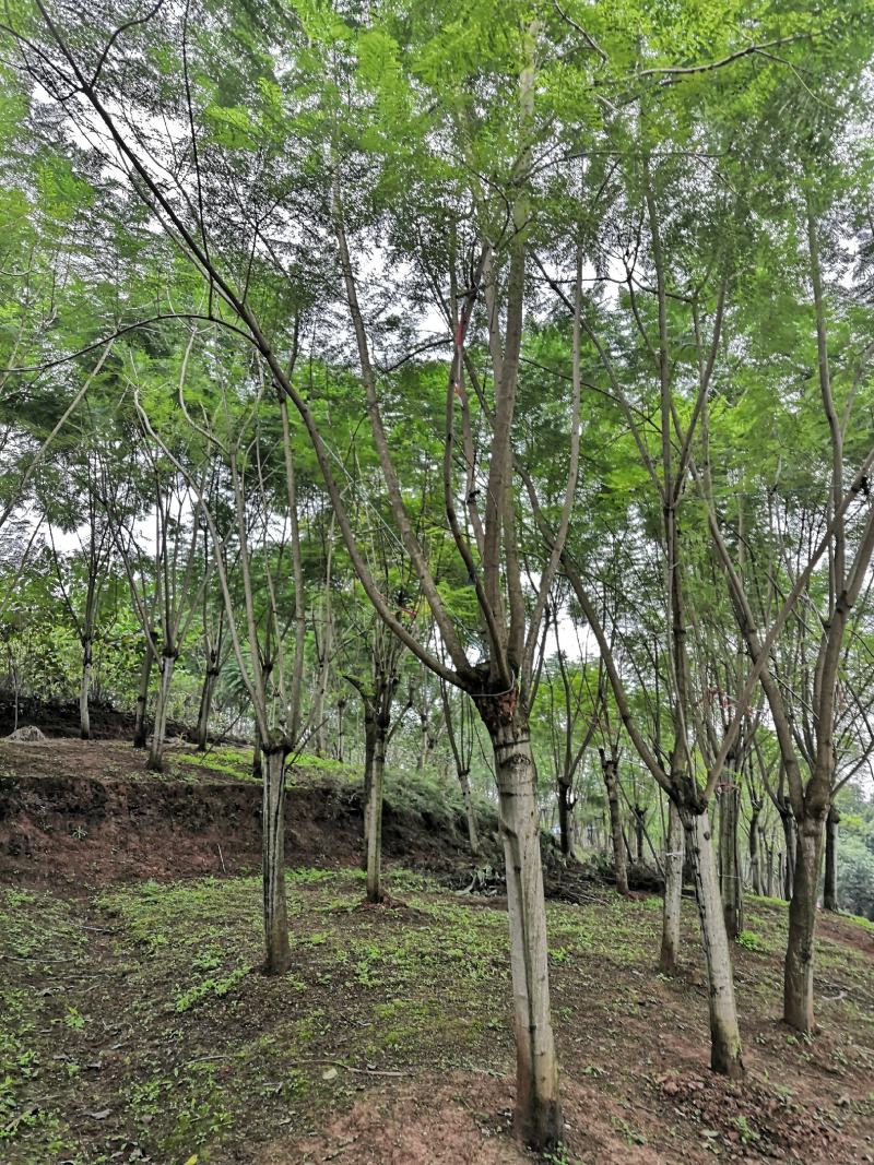 蓝花楹15公分普货