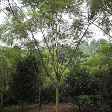 蓝花楹15公分普货