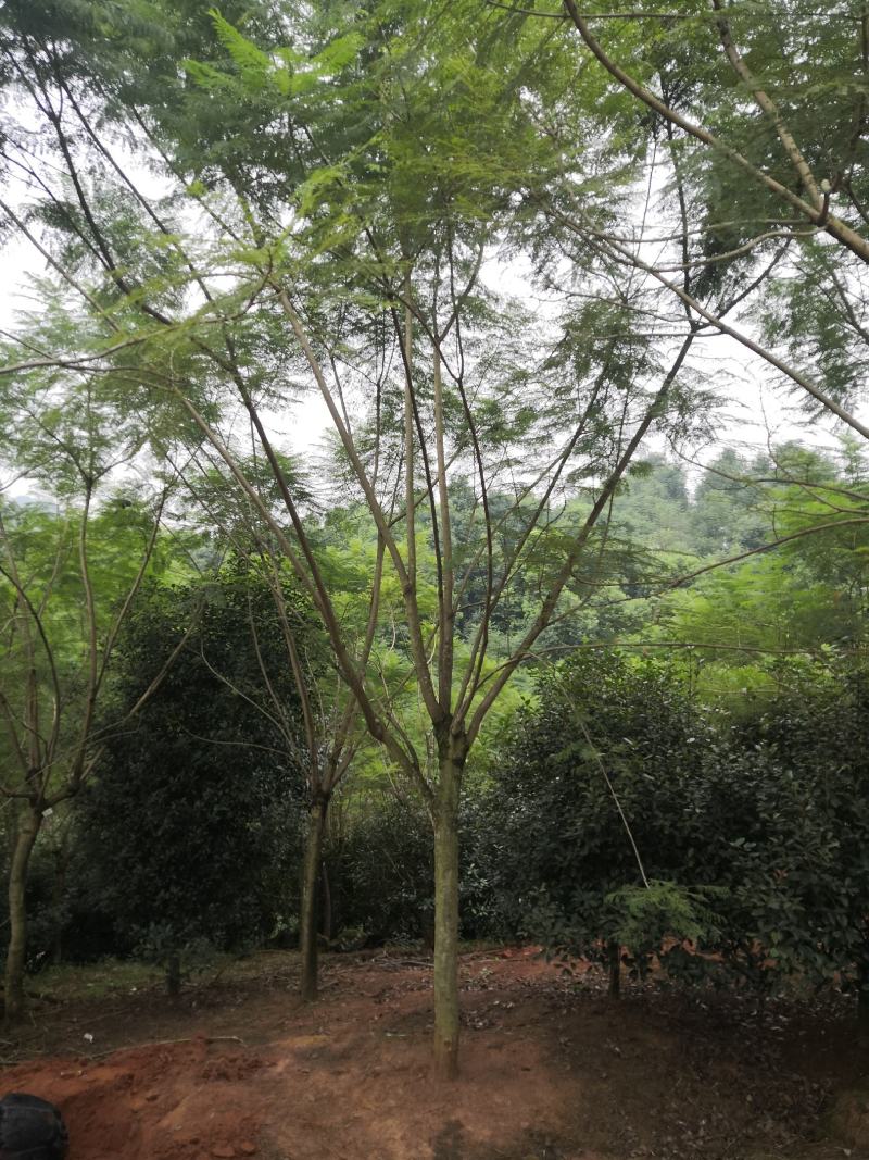 蓝花楹15公分普货