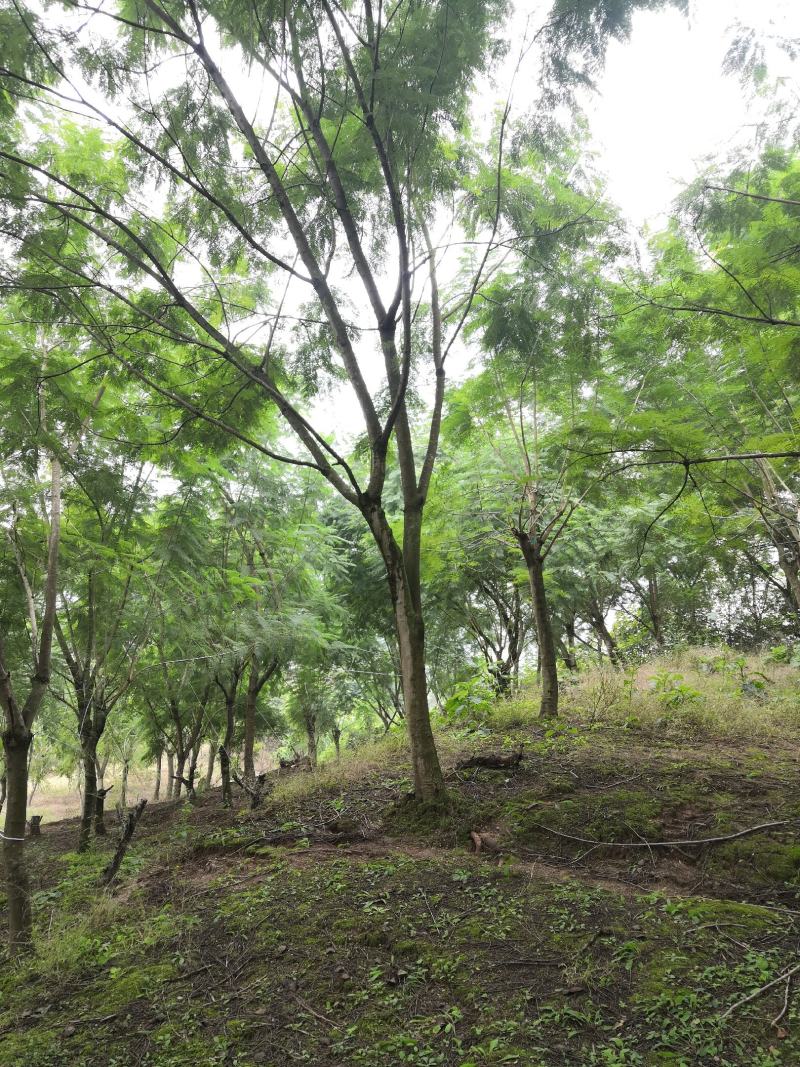 蓝花楹15公分普货