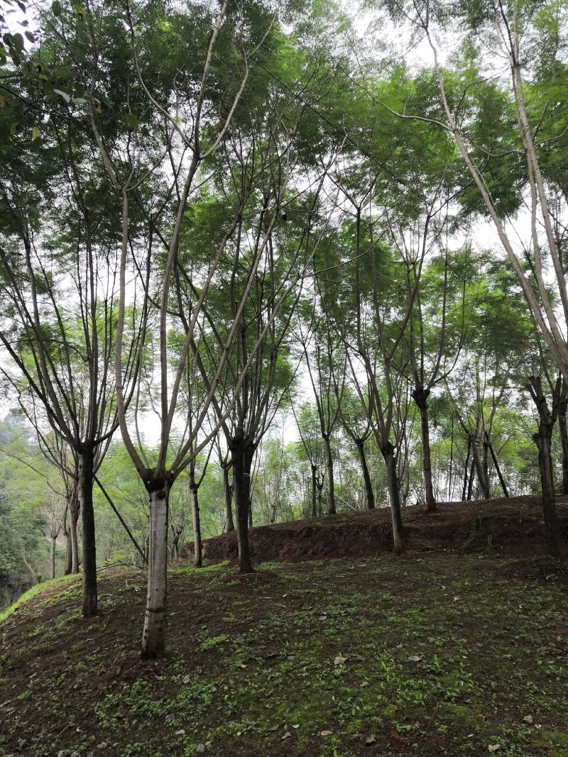 蓝花楹15公分普货
