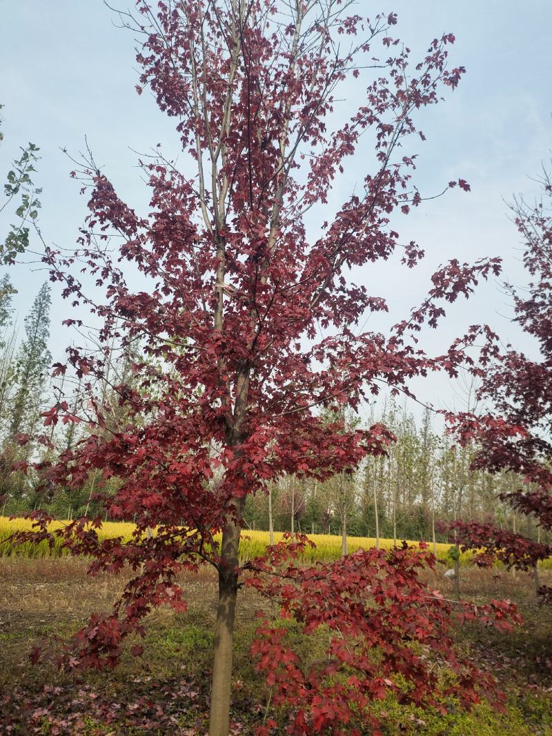 美国红枫秋火焰秋火焰红枫一手货源苗圃直销品种保证没有病虫