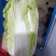 娃娃菜河南娃娃菜精品黄心万亩娃娃菜基地大量上市