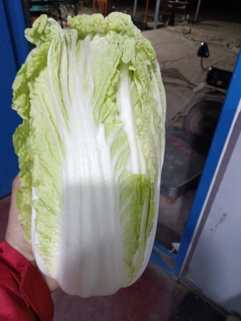 娃娃菜河南娃娃菜精品黄心万亩娃娃菜基地大量上市