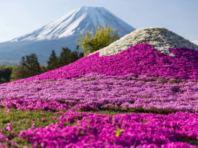 芝樱种子芝樱花地被花卉庭院阳台种子景观花海量大优惠