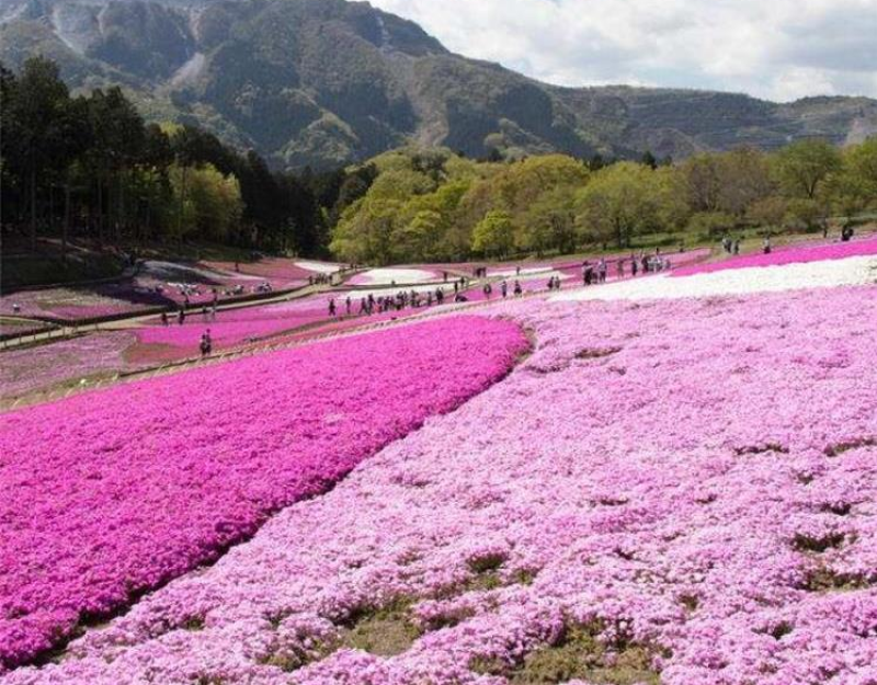 芝樱种子芝樱花地被花卉庭院阳台种子景观花海量大优惠