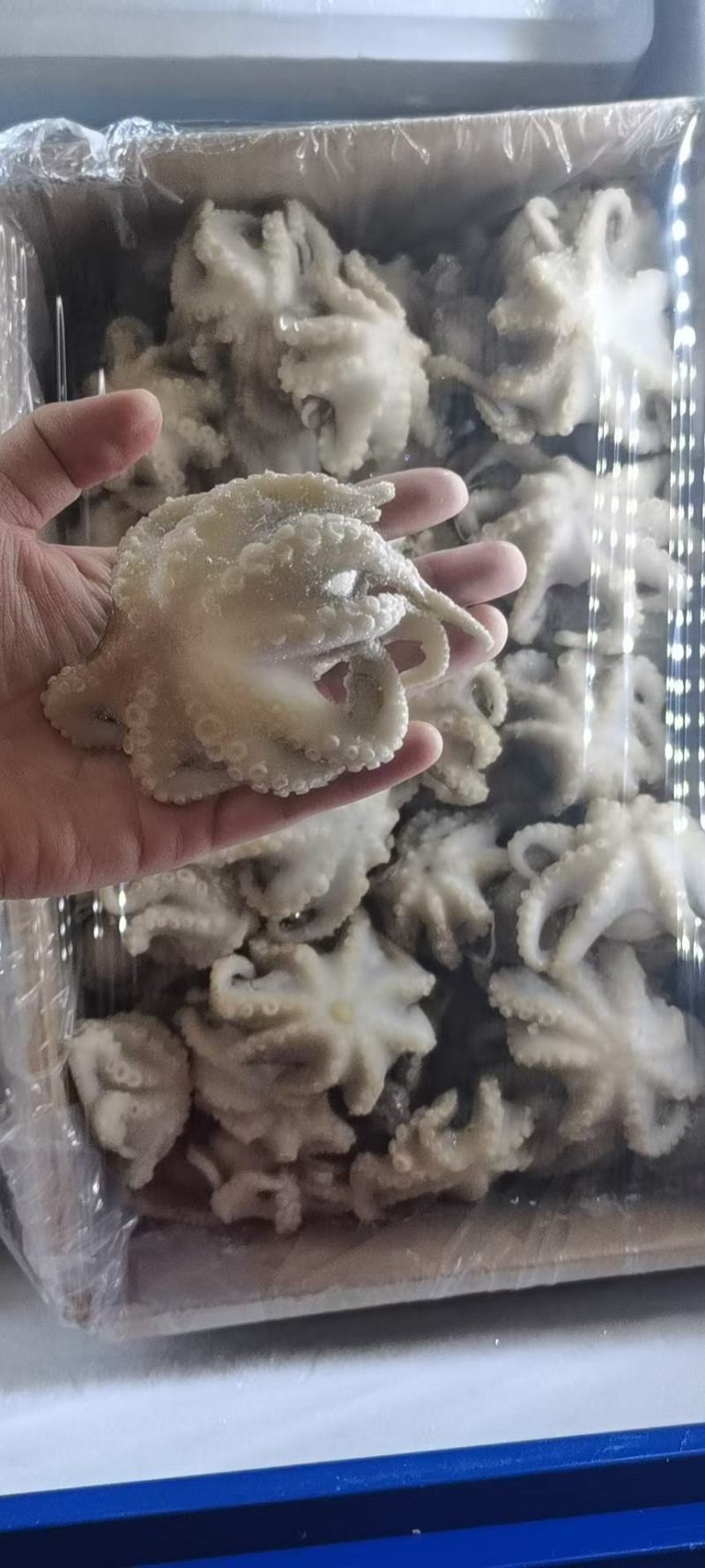 盐揉三去八爪鱼新鲜冷冻迷你小章鱼无冰衣诚信经营量大从优