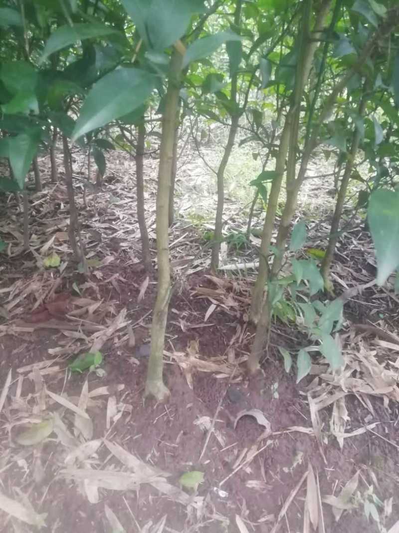 红桔仔播苗