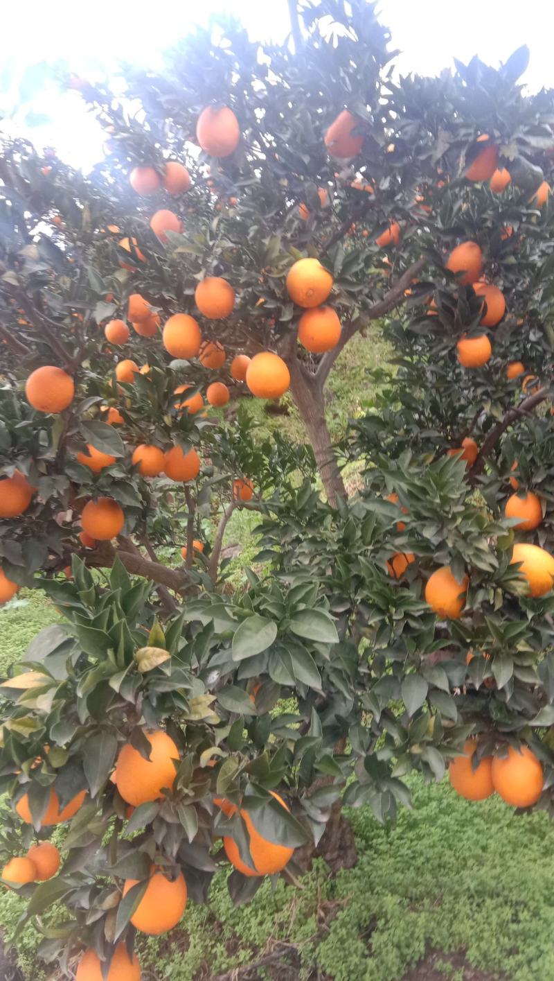 【精选脐橙枝条】湖北脐橙枝条规格全品种多苗圃现挖现发